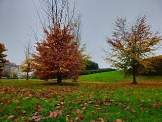 Autumn Landscape. Park in Autumn.  Colorful Fall Maple Leaves on the ground of garden path in Autumn. 
Misty autumn morning in the city park.