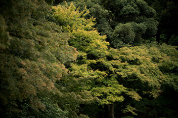 秋の日本庭園の風景　東京　旧古河庭園