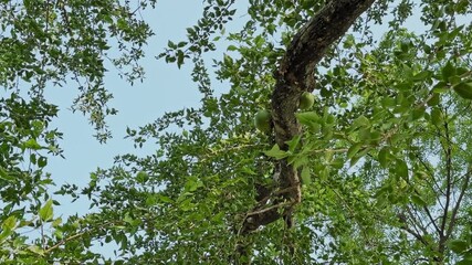 Camera circles beneath a bel fruit tree, revealing round green fruits nestled among dense bright leaves against a clear sky in a smooth rotating canopy view