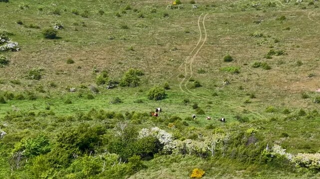 Aerial footage over a gently sloping grassy hillside in Mols Bjerge National Park with dirt paths, shrubs and patches of mustard field. The drone reveals the rural landscape and open sky in Denmark.