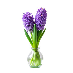 Two vibrant purple hyacinth flower spikes in a small glass vase isolated on transparent background