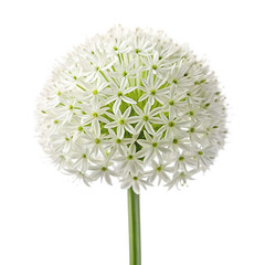 Close up of a white allium flower head isolated on transparent background