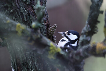 A woodpecker with a pine cone sits on the trunk of an old tree