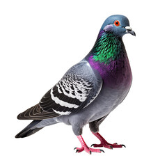 Pigeon in Focus: A stunning close-up of a pigeon, showcasing its colorful plumage and sharp gaze, capturing the bird's natural beauty and serene composure.