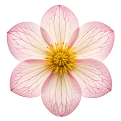 Close up of a delicate pink and white flower isolated on transparent background