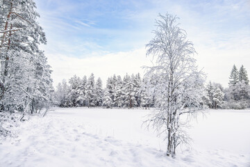 Rim frost on a birch tree by a snowy lake in a winter woodland