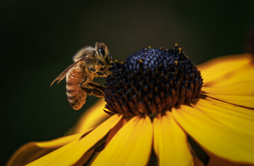 Golden honeybee macro on yellow daisy petal close up pollination beautiful nature photography vibrant garden flower color wildlife conservation detail shot environmental insect art for wall decor