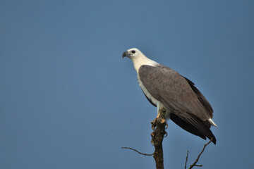The white-bellied sea eagle (Haliaeetus leucogaster), also known as the white-breasted sea eagle, shot in soft natural light, showing clear refined feather details and colour.