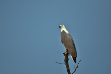 The white bellied sea eagle {Haliaeetus leucogaster) also known as the white breasted sea eagle shot in soft natural light, showing clear refined feather details and colour.
