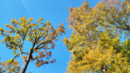 日本の風景・四季・紅葉／行楽日和・風景・自然／八百万の神々／光・空／Japanese landscapes, four seasons, autumn leaves / Perfect weather for outings, scenery, nature / Eight million gods / Light, sky