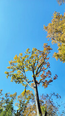 日本の風景・四季・紅葉／行楽日和・風景・自然／八百万の神々／光・空／Japanese landscapes, four seasons, autumn leaves / Perfect weather for outings, scenery, nature / Eight million gods / Light, sky