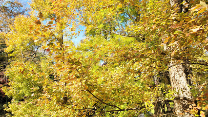 日本の風景・四季・紅葉／行楽日和・風景・自然／八百万の神々／光・空／Japanese landscapes, four seasons, autumn leaves / Perfect weather for outings, scenery, nature / Eight million gods / Light, sky