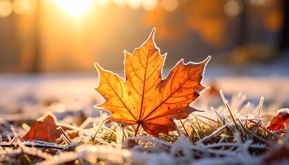 Sunlit maple leaf on frosted grass, warm light bokeh