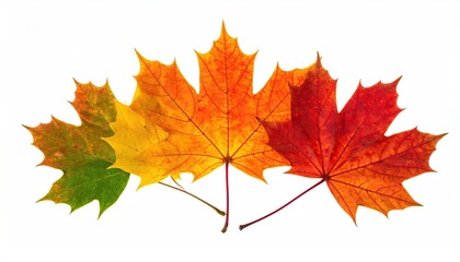Obraz premium Autumn maple leaves, transitioning color spectrum