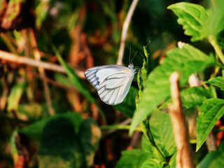 White Butterfly on Green Foliage