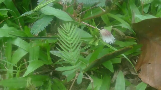There are plants on Earth that shrink when touched just like in the movie avatar