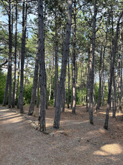 Forest landscape. Tall trees and a lawn on a sunny day.	