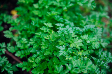 Green parsley leaves close-up. Natural background and texture.