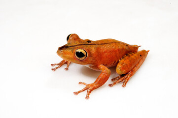 Troschel's treefrog, blue-flanked treefrog // Troschel-Laubfrosch (Boana calcarata) - Amazon basin