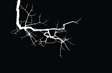 Silhouette of bare branche of tree isolated on black. Black and white vector illustration