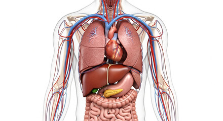 Full Upper Body Organs