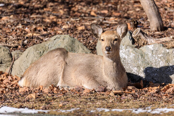 北海道苫小牧市、日向ぼっこするメスのエゾシカ【2月】