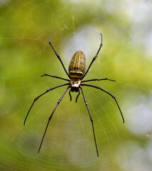 Big Spider on its web