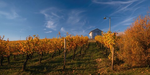 Naklejka premium Vineyard with yellow leaves and closed shed in late fall, emphasizing seasonal change, October, Germany