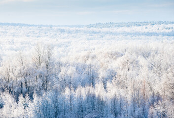 Forest after heavy snowfall. Winter day