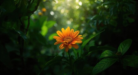 Naklejka premium African women walking along the road, emphasizing community mobility