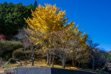 日本の鳥取県のとても美しい秋の風景