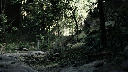 Obraz premium A serene forest landscape showcases vibrant greenery and dappled sunlight filtering through the trees. Moss covered rocks and soft foliage create a calming atmosphere for exploration.