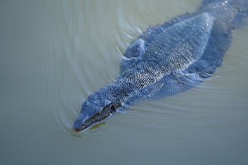 Asian Water Monitor (or simply Monitor Lizard) swimming in calm, slightly rippled water. The reptile's head and neck are held just above the waterline, its eyes looking forward. Its dark, scaly