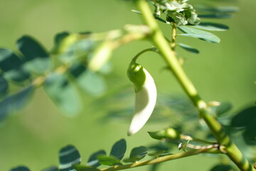 white Sesbania grandiflora flowers (Agati or Hummingbird Tree) in bud or partial bloom. The flowers are sickle-shaped and hang from thin green branches