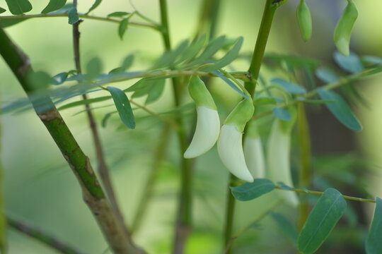 white Sesbania grandiflora flowers (Agati or Hummingbird Tree) in bud or partial bloom. The flowers are sickle-shaped and hang from thin green branches