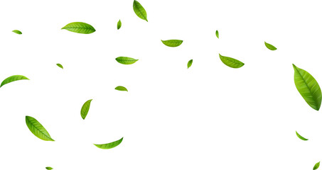 Fototapeta premium Green Floating Leaves