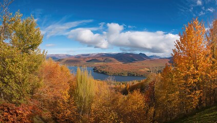 Fototapeta premium Autumn foliage in a forest with vibrant trees, seasonal change