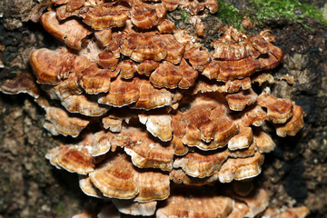 赤茶色の貝殻が幾重にも重なったようなモミジウロコタケキノコ（アウトドアフィールド菌類マクロ撮影）