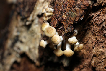 秋、気温が下がるとともに朽木脇から発生するナラタケのふかふかしたキノコ幼菌（横位置・アウトドア自然環境下マクロ撮影）