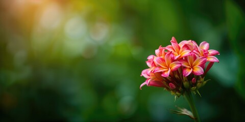 Flowers of Indonesia in full bloom, emphasizing natural seasonal growth for floral design backgrounds
