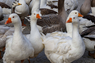 Flock of geese