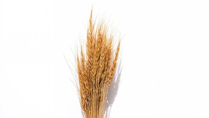 Fototapeta premium Dry grass isolated on a white background used as a background for text or layout design, Earth Day
