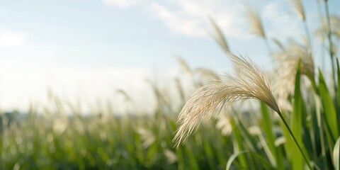 Close-up of yellow pollen on grass flower emphasizing pollen release process, environmental health awareness