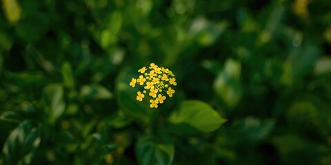 Close-up of small flowers in a lush garden, emphasizing seasonal blooming and natural growth patterns