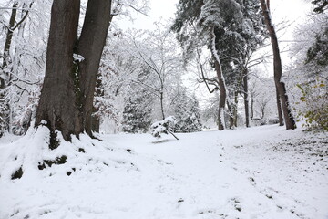 Park trees covered with snow, first snow
