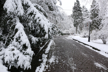Park trees covered with snow, first snow
