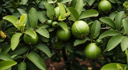Obraz premium Ripe green guavas hanging from a leafy tree branch in natural light fruit