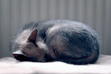 Cute Lykoi werewolf cat sleepng on couch in living room. Horizontal image with soft focus.