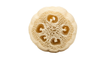 Cross-section of a dried, light-brown, circular sponge, showing internal structure