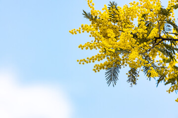 ミモザの花と爽やかな青空
